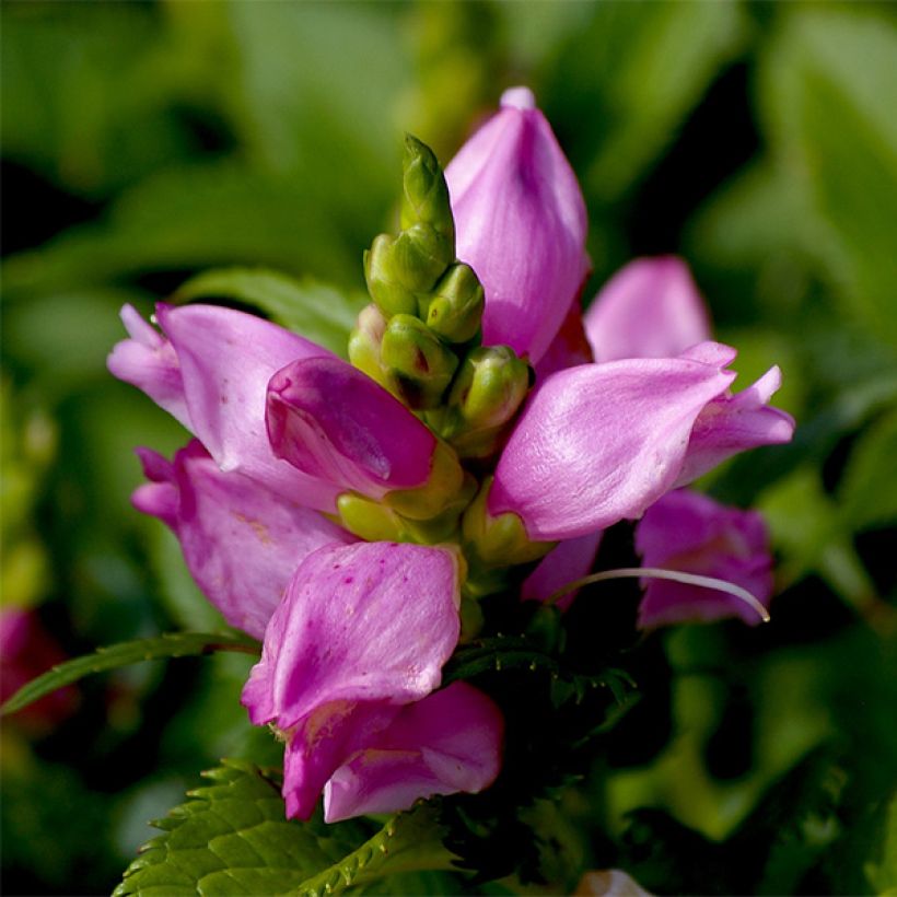 Chelone lyonii Hot Lips (Fioritura)