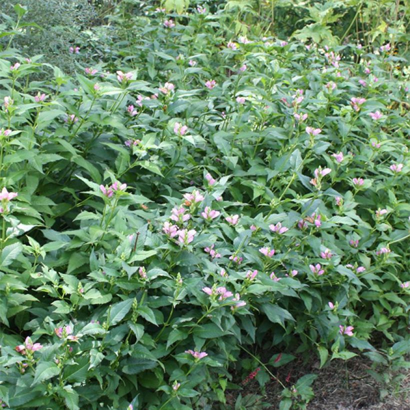 Chelone lyonii Hot Lips (Porto)