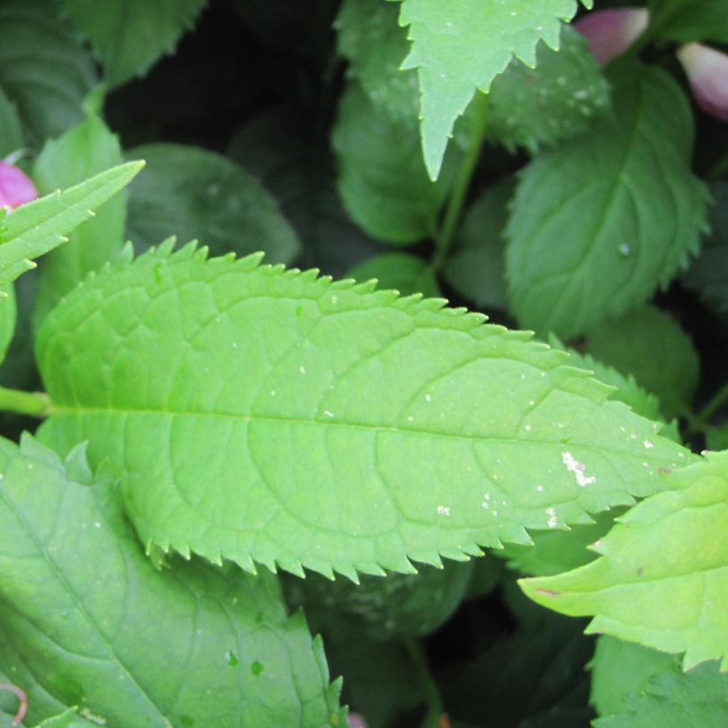 Chelone obliqua - Testa di tartaruga (Fogliame)