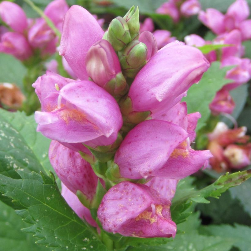 Chelone obliqua - Testa di tartaruga (Fioritura)