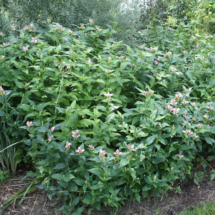 Chelone obliqua - Testa di tartaruga (Porto)