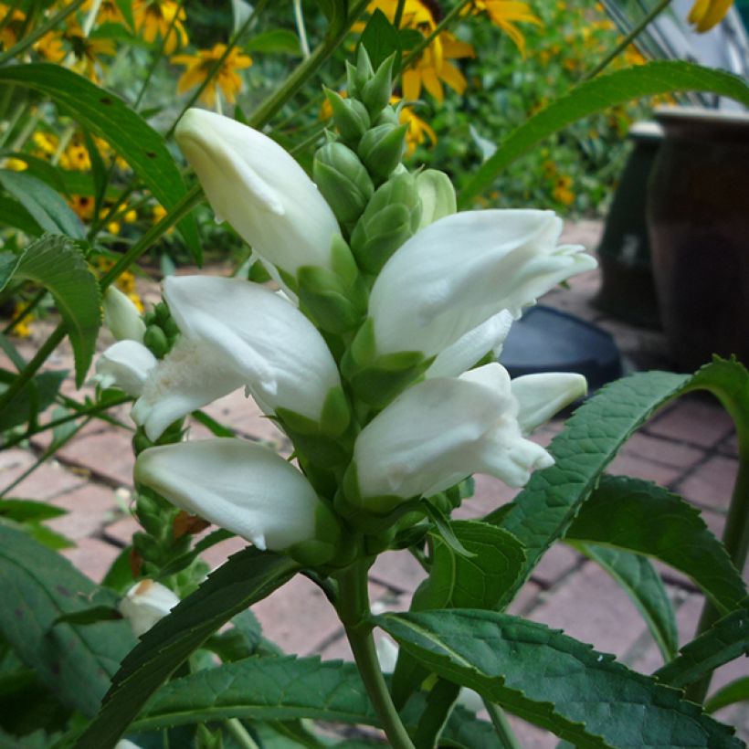 Chelone obliqua Alba - Testa di tartaruga (Fioritura)