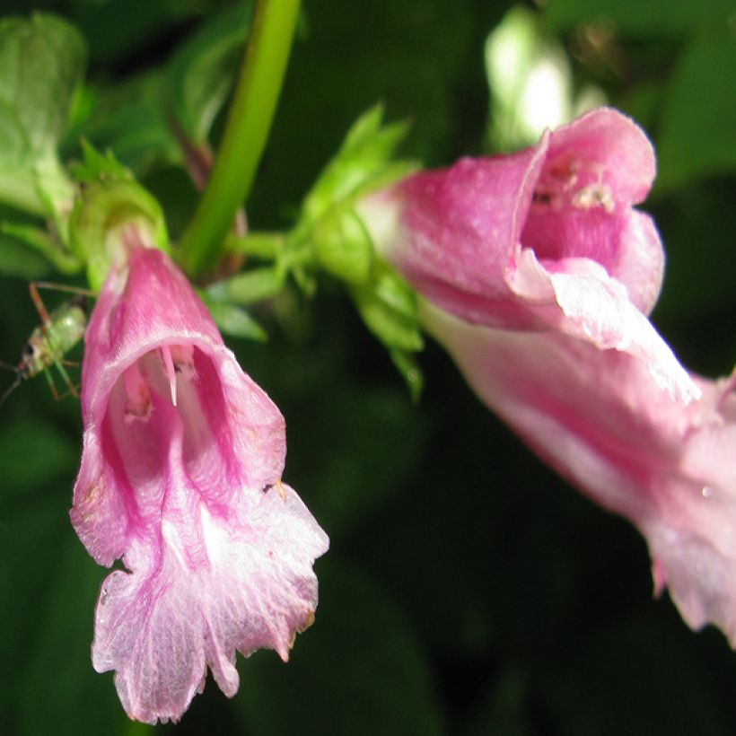 Chelonopsis moschata (Fioritura)