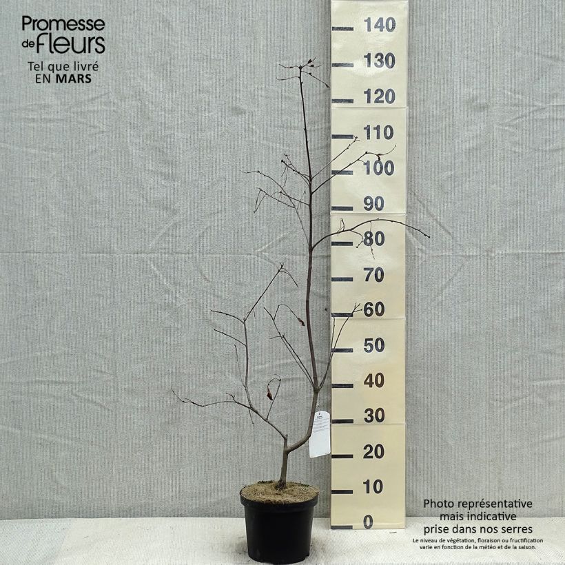 Chêne écarlate - Quercus coccinea Splendens Pot de 4L/5L esemplare consegnato in inverno