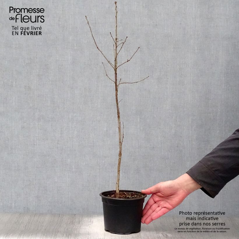 Chêne pédonculé - Quercus robur 60/80cm en pot de 2/3L esemplare consegnato in inverno