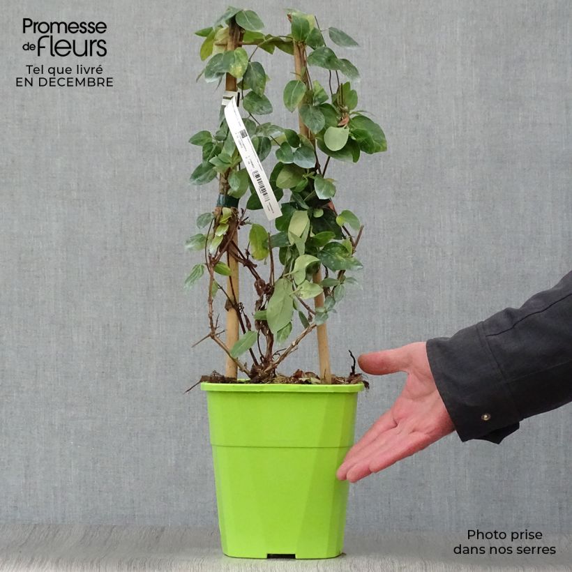 Chèvrefeuille - Lonicera Japonica Mint Crisp en pot de 1,5/2L. esemplare consegnato in inverno