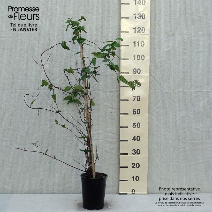 Chèvrefeuille - Lonicera delavayi en pot de 4/5L esemplare consegnato in inverno