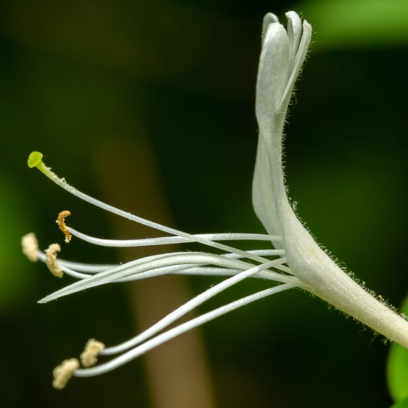 Lonicera japonica Dart's Acumen - Caprifoglio giapponese (Fioritura)