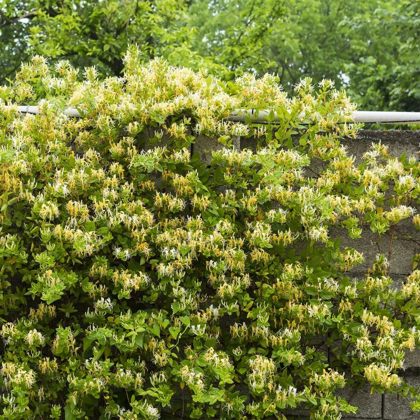 Lonicera japonica Dart's Acumen - Caprifoglio giapponese (Porto)