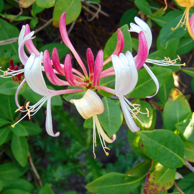 Lonicera heckrottii Gold Flame - Caprifoglio heckrottii (Fioritura)