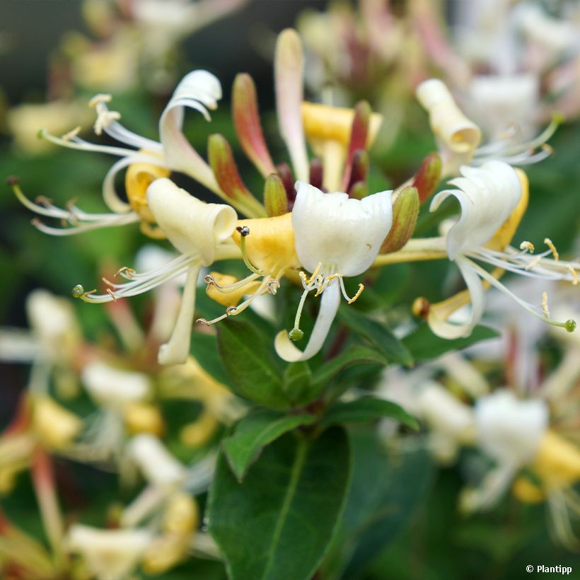 Lonicera Blond & Beyond - Caprifoglio (Fioritura)