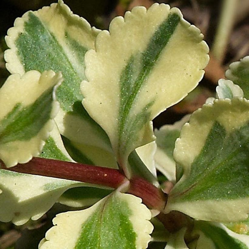 Chiastophyllum oppositifolium Variegatum (Fogliame)