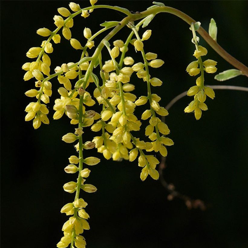 Chiastophyllum oppositifolium Variegatum (Fioritura)