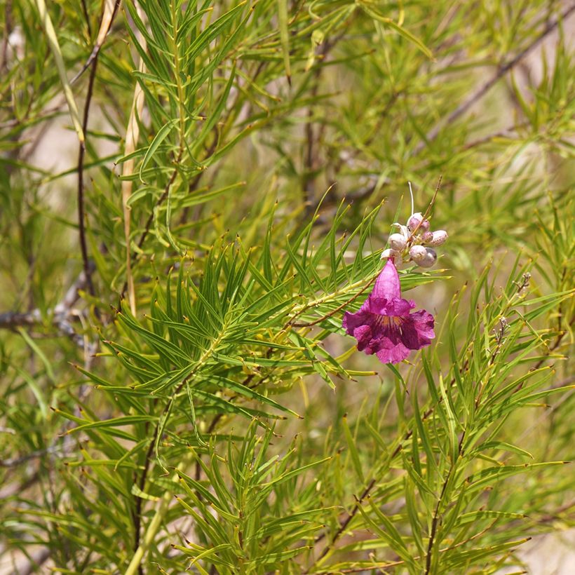 Chilopsis linearis Burgundy - Salice del deserto (Fogliame)