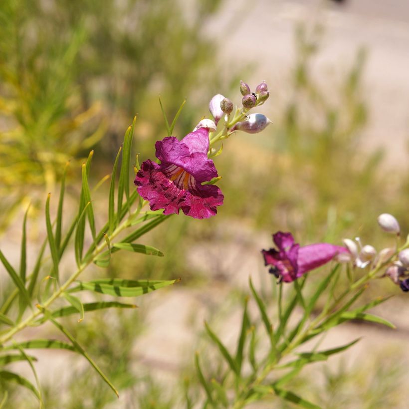 Chilopsis linearis Burgundy - Salice del deserto (Fioritura)