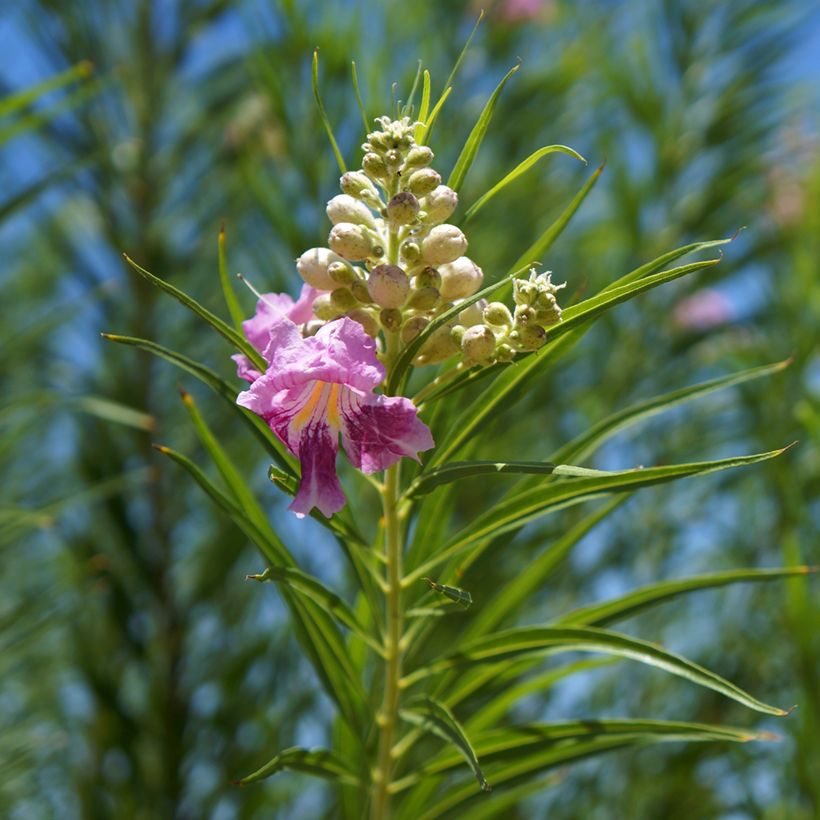 Chilopsis linearis - Salice del deserto (Fogliame)