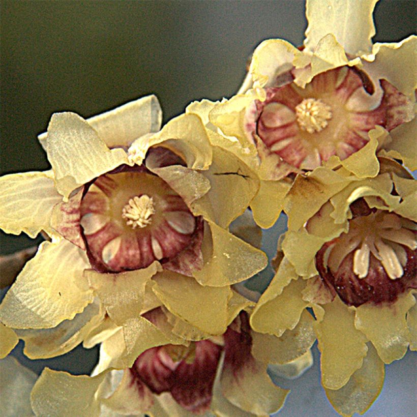 Chimonanthus praecox Grandiflorus - Calicanto d'inverno (Fioritura)