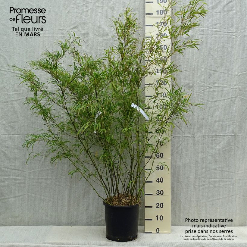 Chimonobambusa tumidissinoda Microphylla - Bambou moyen 15L 125/+ Pot de 12L/15L esemplare consegnato in primavera