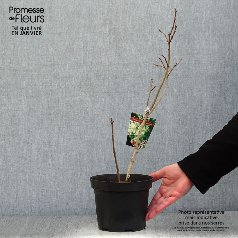 Chionanthus Virginicus, Arbre de Neige en pot de 2/3L esemplare consegnato in inverno