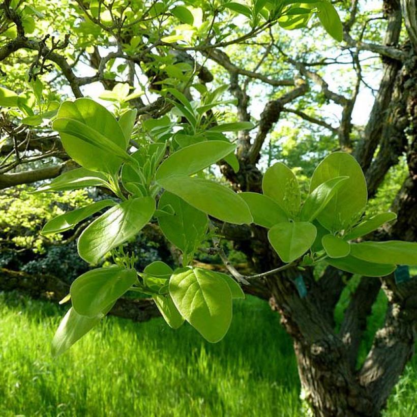 Chionanthus retusus - Albero della neve (Fogliame)