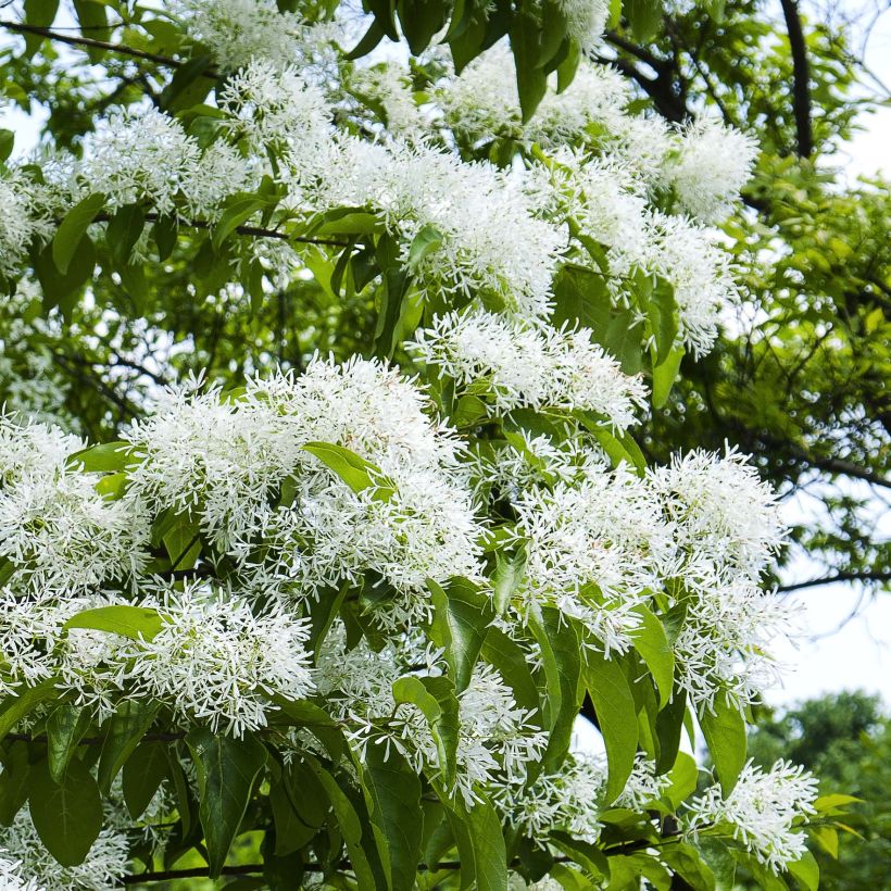 Chionanthus retusus - Albero della neve (Fioritura)