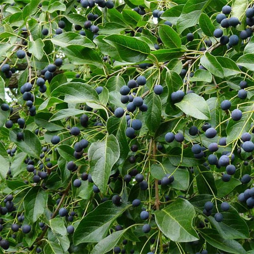 Chionanthus retusus - Albero della neve (Raccolta)