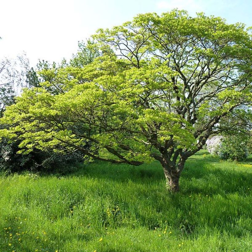 Chionanthus retusus - Albero della neve (Porto)