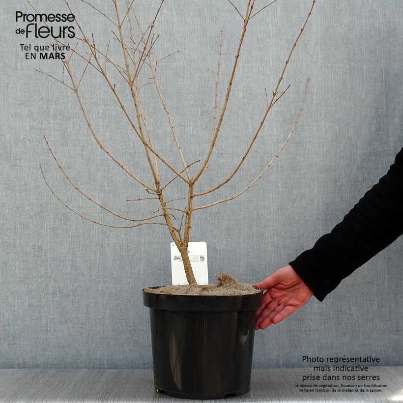 Chionanthus retusus - Arbre de neige pot 10L 60/80cm esemplare consegnato in inverno