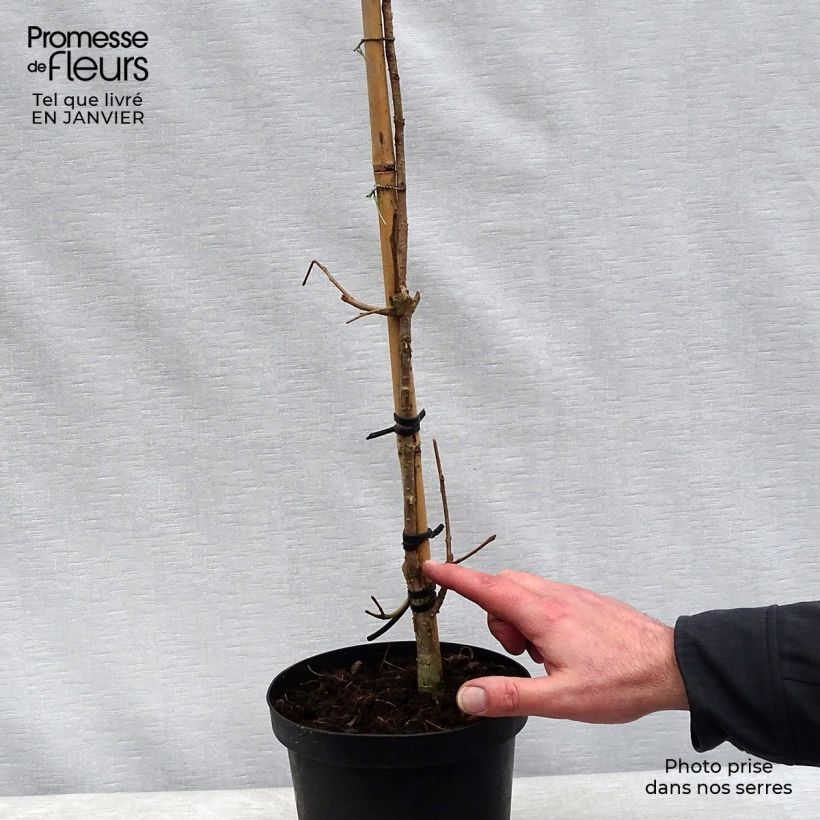 Chionanthus retusus - Arbre de neige en pot de 4L/5L esemplare consegnato in inverno