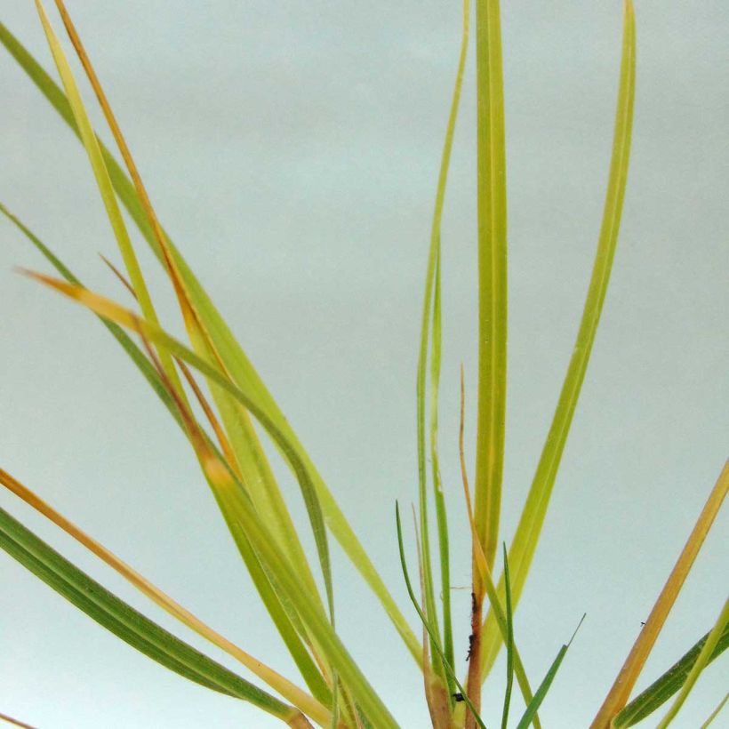 Chionochloa conspicua (Fogliame)