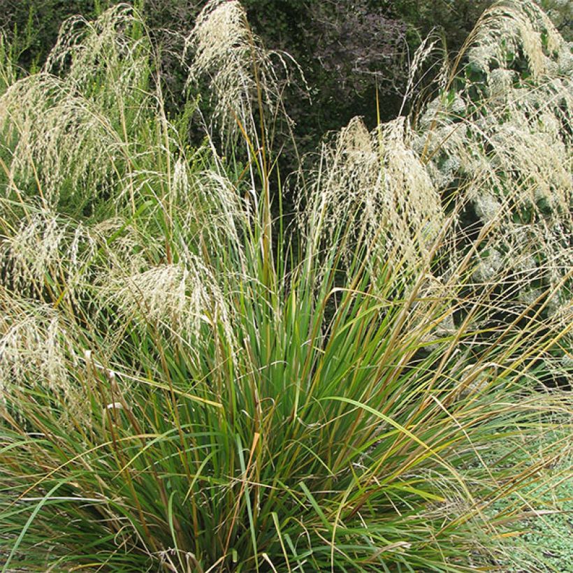 Chionochloa conspicua (Fioritura)