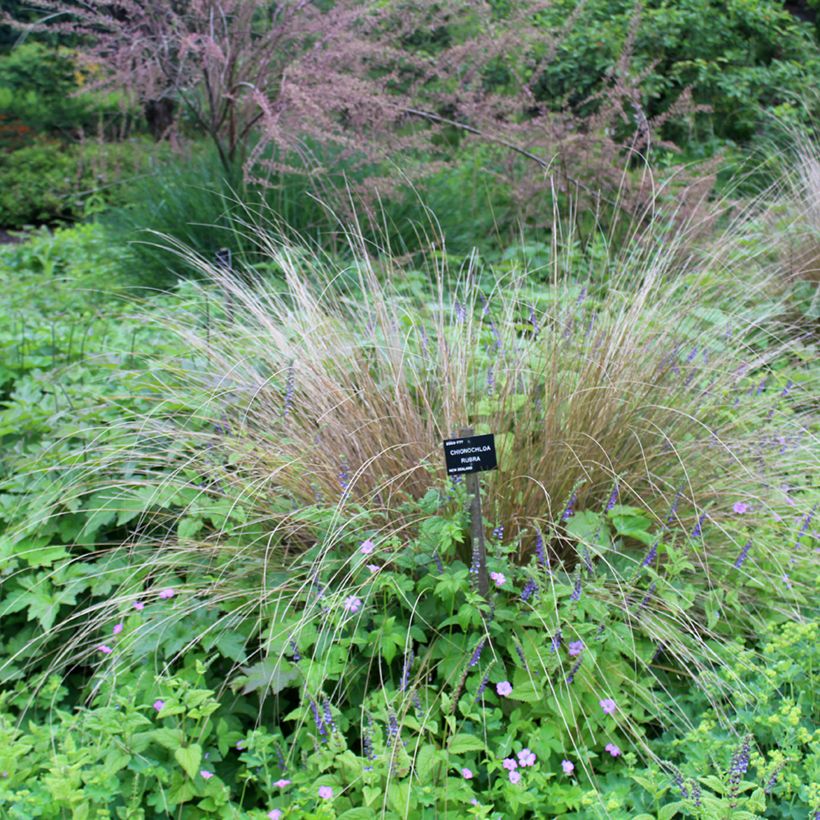 Chionochloa rubra (Porto)