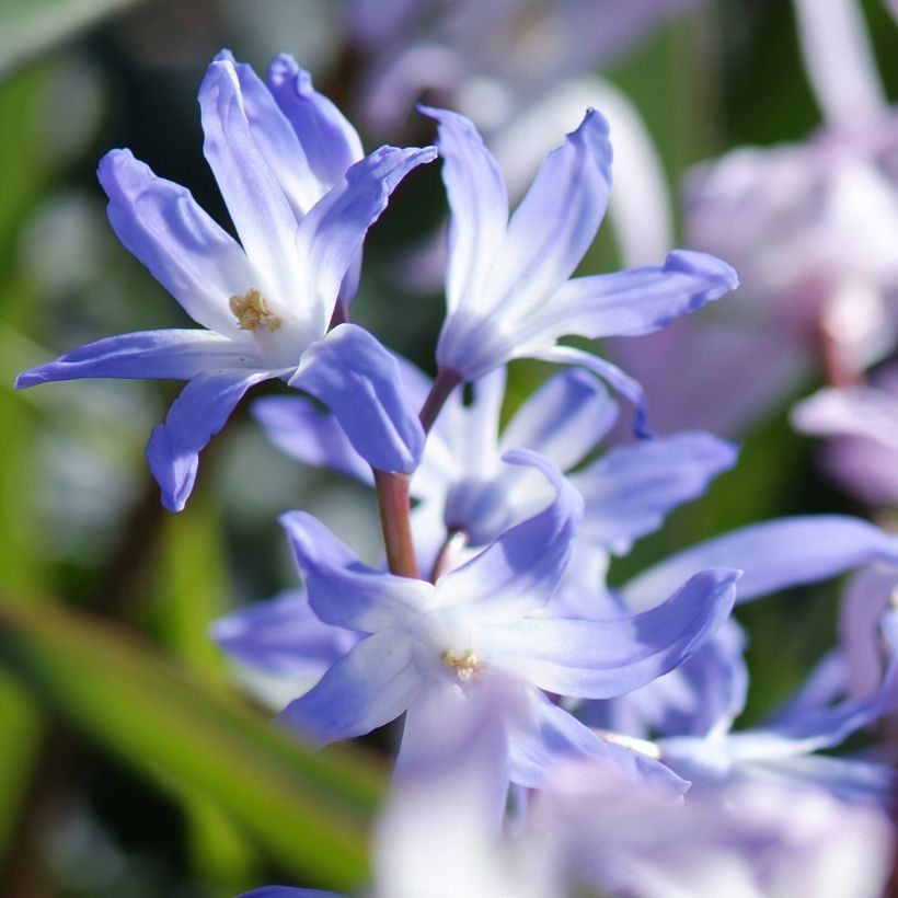 Chionodoxa forbesii Mix - Gloria della Neve (Fioritura)