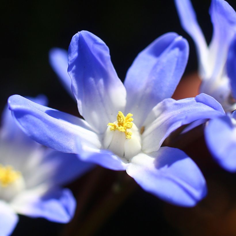 Chionodoxa forbesii Blue Giant - Gloria della Neve (Fioritura)