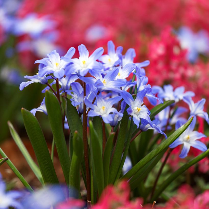 Chionodoxa forbesii Blue Giant - Gloria della Neve (Porto)