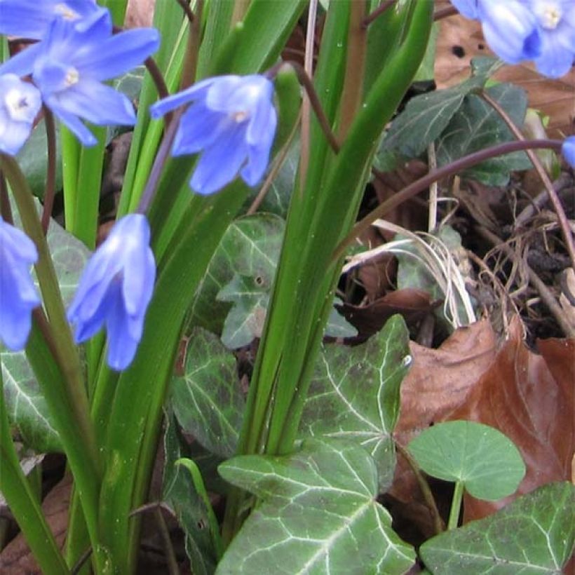 Chionodoxa forbesii - Gloria della Neve (Fogliame)