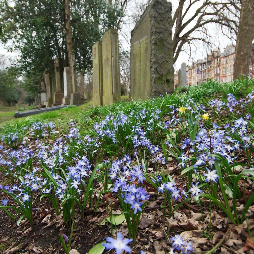 Chionodoxa forbesii - Gloria della Neve (Fioritura)