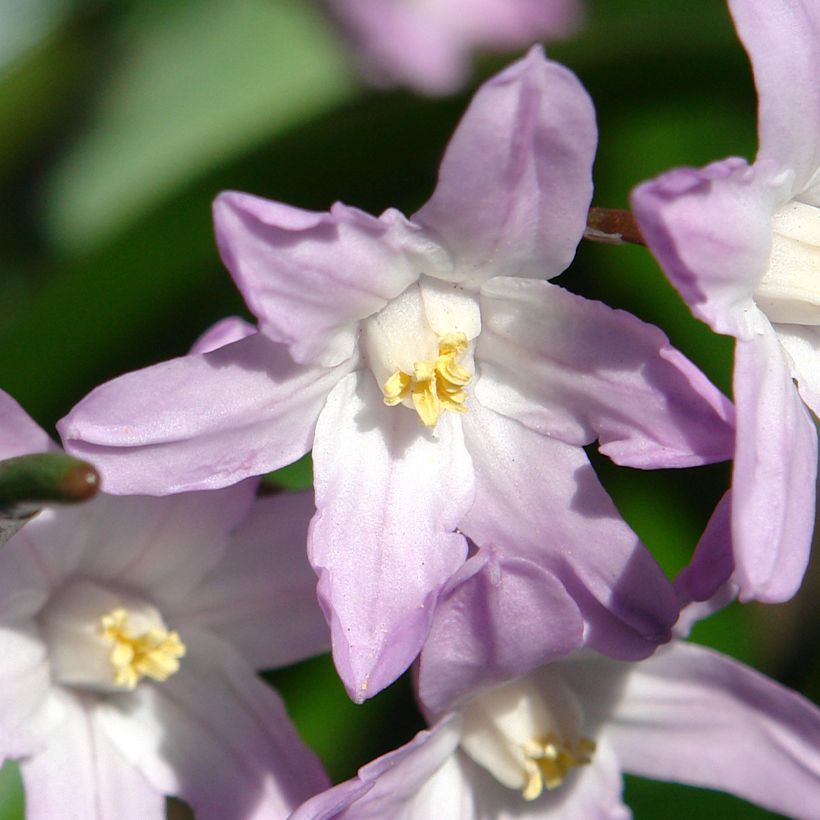 Chionodoxa forbesii Pink Giant - Gloria della Neve (Fioritura)