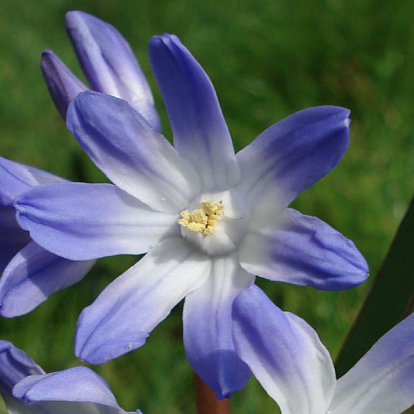 Chionodoxa luciliae - Scilla di Lucile (Fioritura)