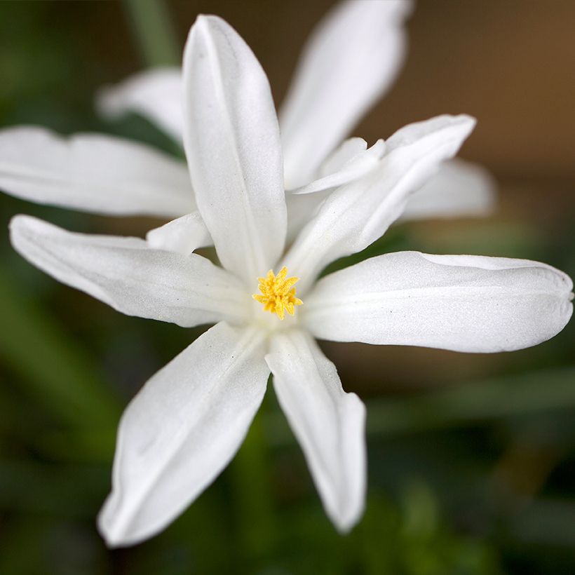 Chionodoxa luciliae Alba - Scilla di Lucile (Fioritura)