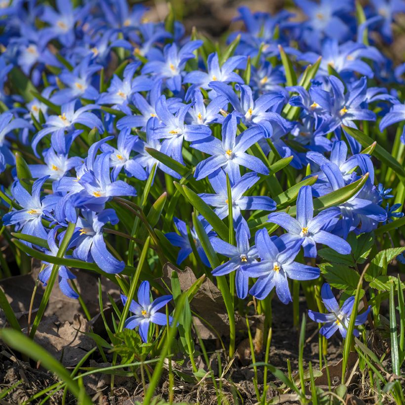 Chionodoxa luciliae - Scilla di Lucile (Porto)