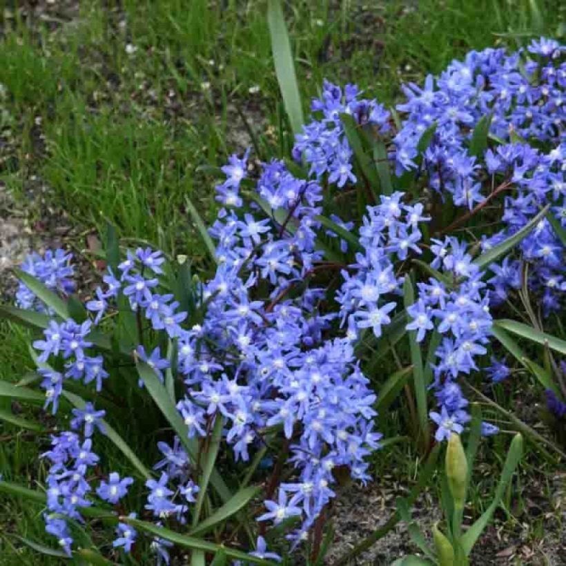 Chionodoxa sardensis - Gloria della Neve (Porto)