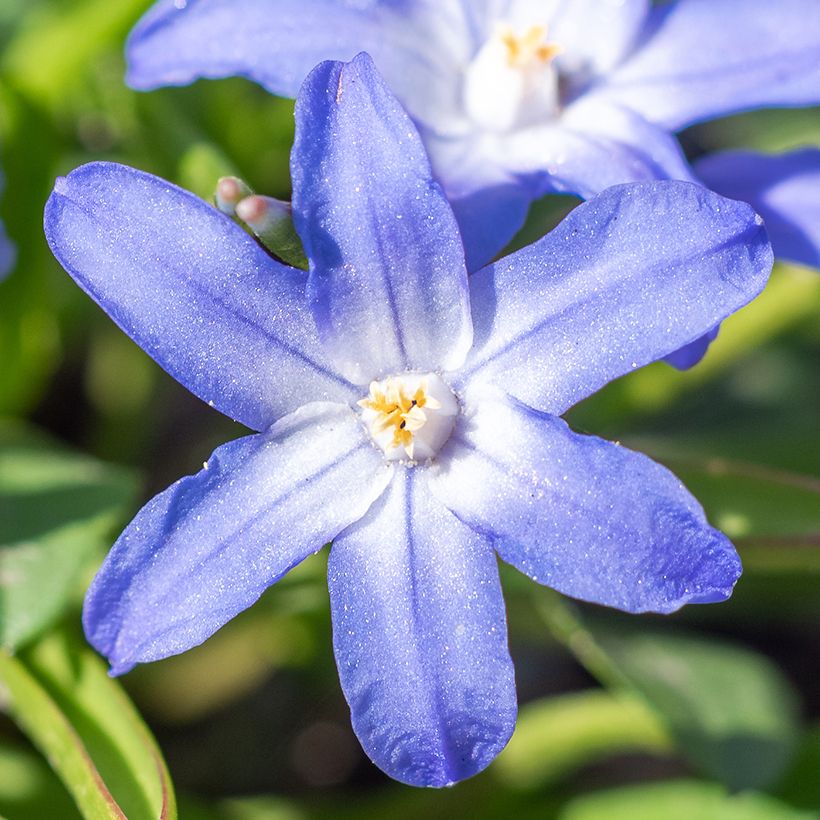 Chionodoxa sardensis - Gloria della Neve (Fioritura)