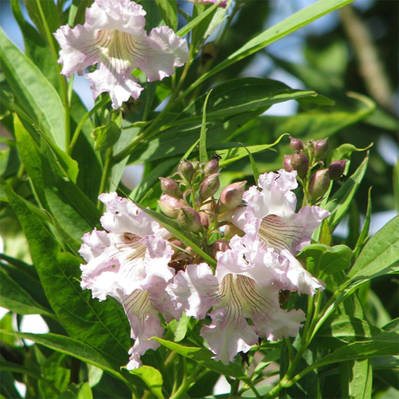 Chitalpa tashkentensis (Fioritura)