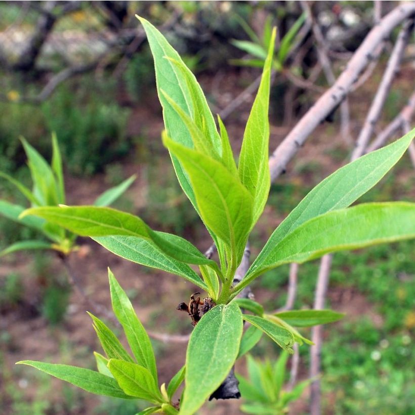 Chitalpa tashkentensis Summer Bells (Fogliame)