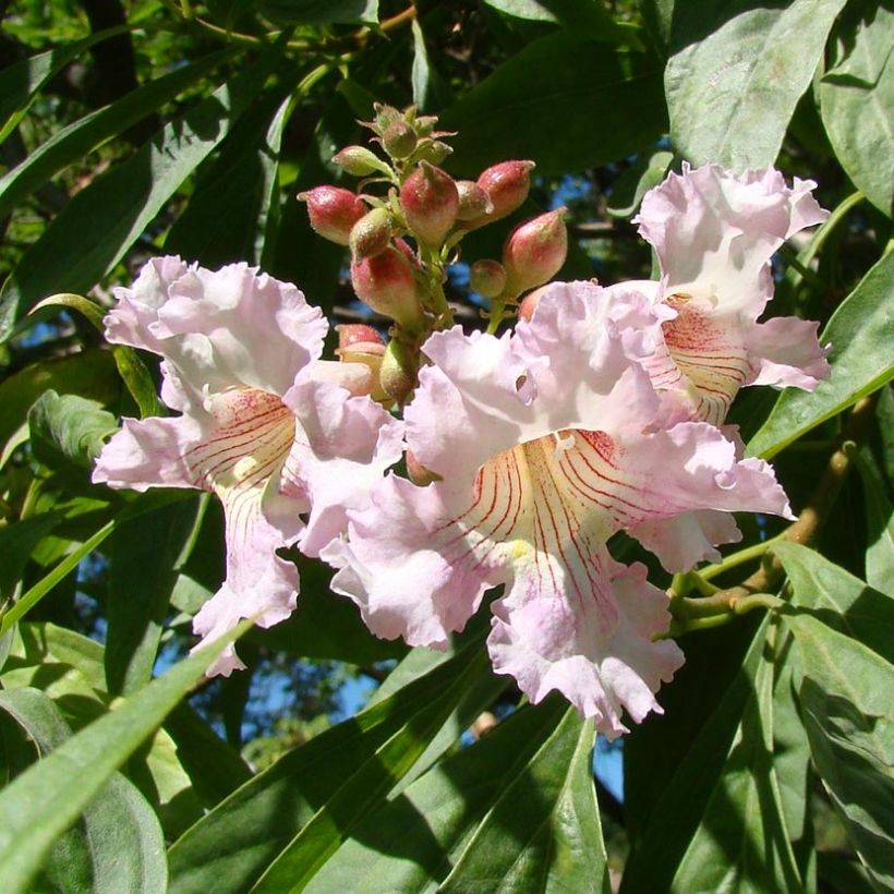 Chitalpa tashkentensis Summer Bells (Fioritura)