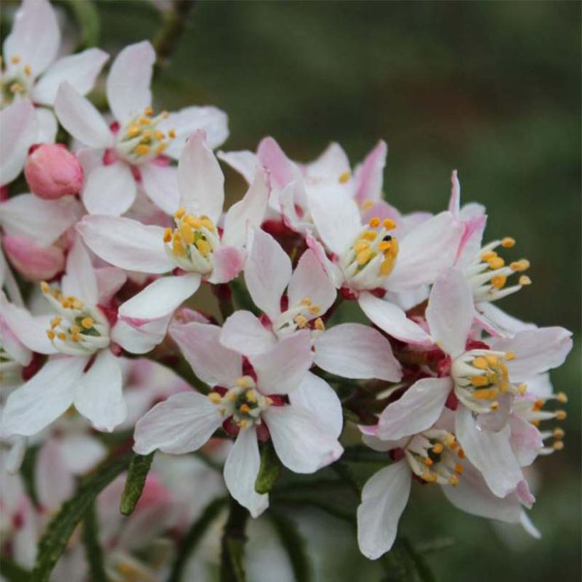 Choisya ternata Apple Blossom - Arancio messicano (Fioritura)