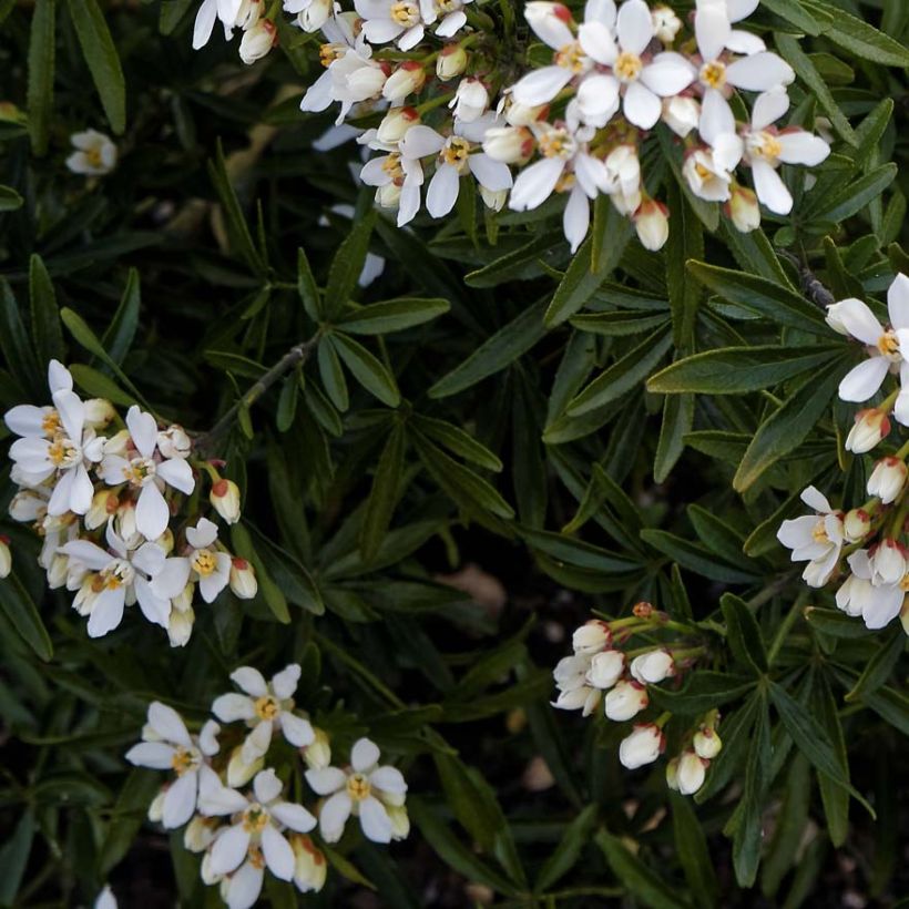 Choisya ternata Snow Flurries - Arancio messicano (Fogliame)