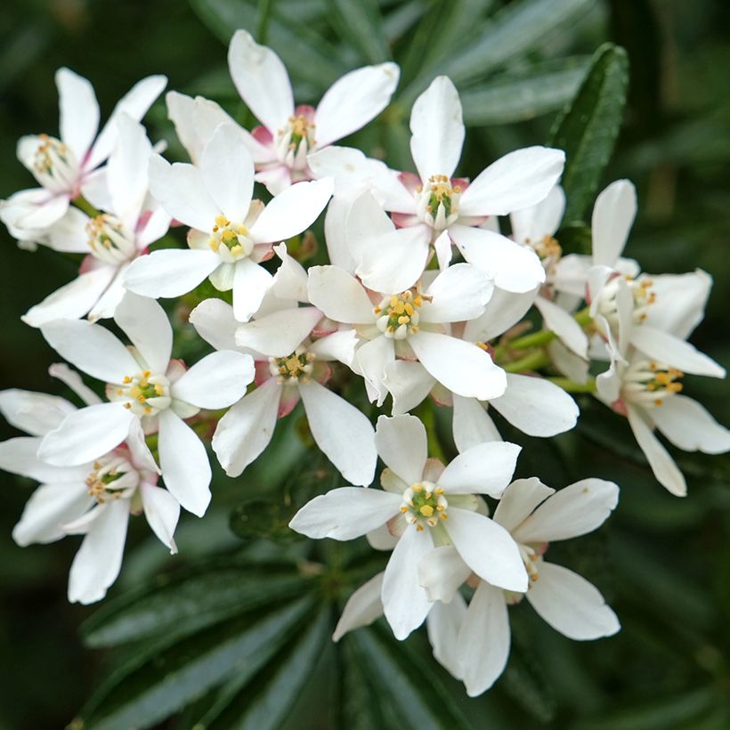 Choisya ternata Snow Flurries - Arancio messicano (Fioritura)