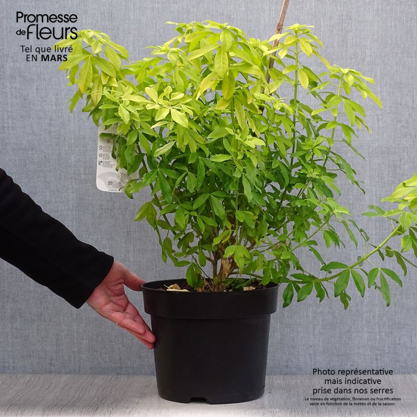 Choisya ternata Sundance - Oranger du Mexique en pot de 7,5L/10L esemplare consegnato in inverno